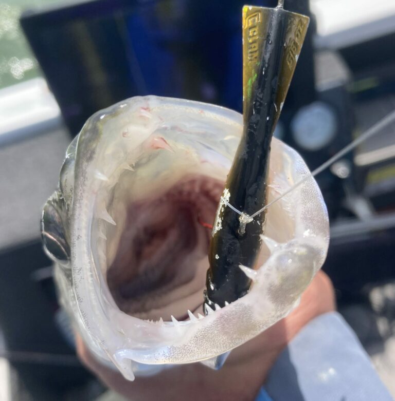 walleye caught on a glide bait