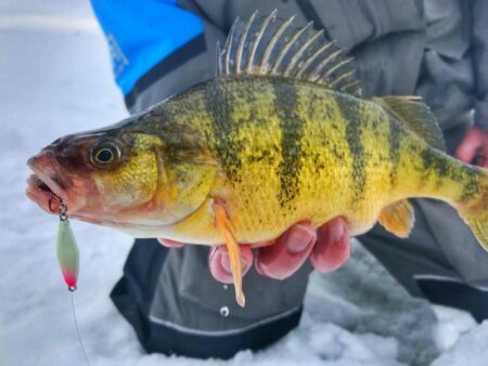 jumbo perch ice fishing