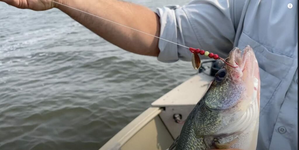 Spinners used for walleye fishing