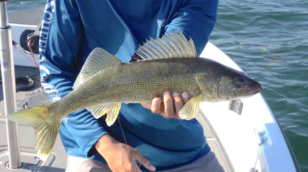 Walleye Caught on Drop-shot Rig Stock Image - Image of hobby