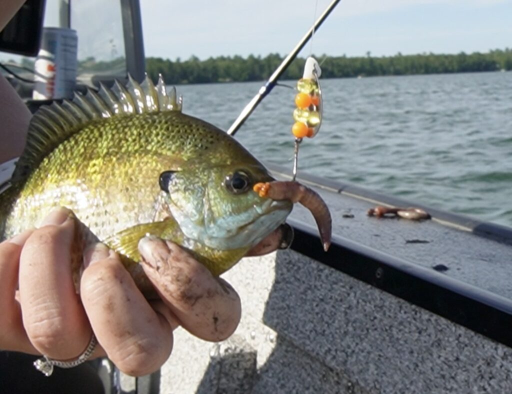 River Fishing For Panfish / Panfish Fishing With Lures / Ultralight Fishing  For Bluegill