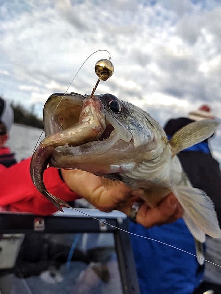 Best bait for fall Rainy River walleye