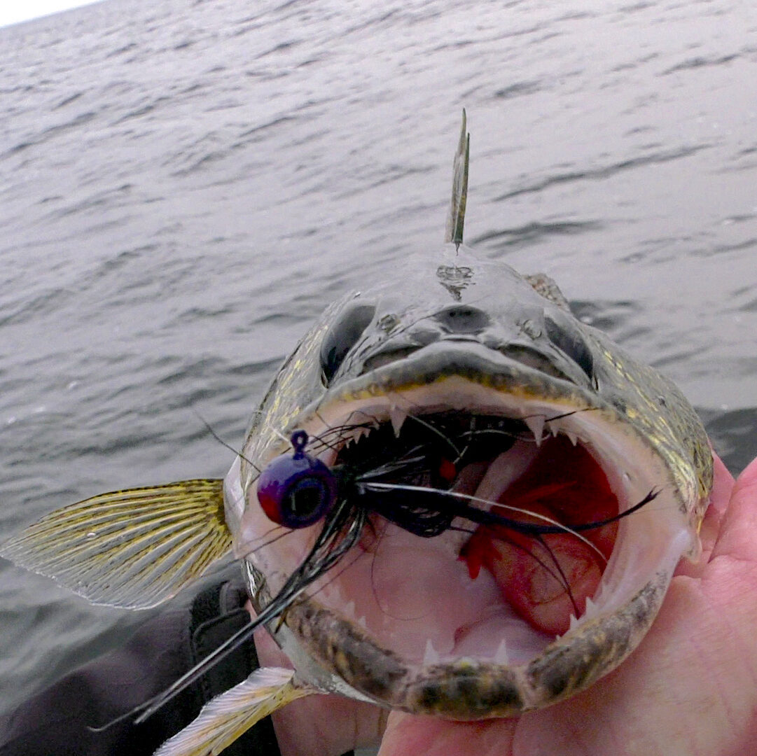 Hair jigs for Green Bay walleye