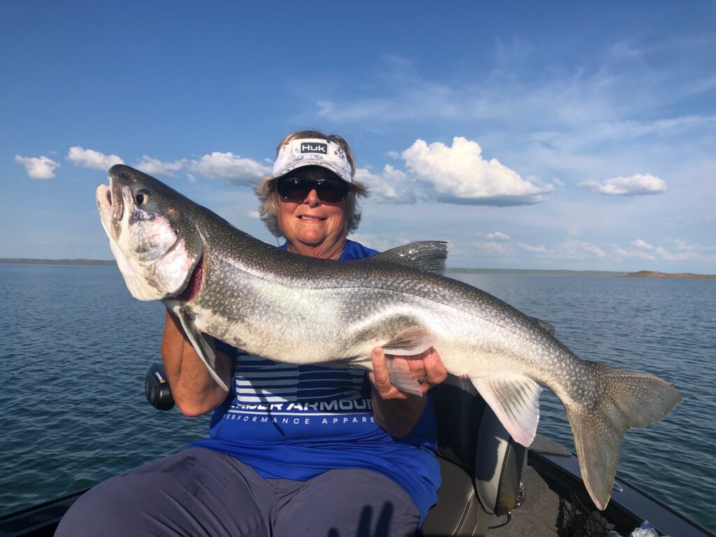 Lake Trout on Fort Peck: The June & July Vertical Jigging Bite - Virtual  Angling