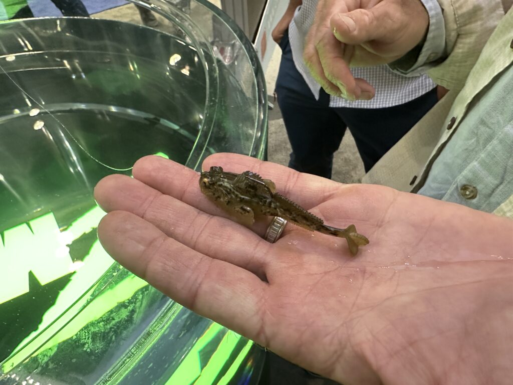 ICAST 2023] Three New Squidtrex Coming from Nomad Design