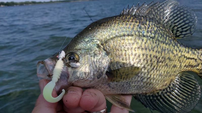 Trolling for Panfish. Easier to Find Suspended Fish 