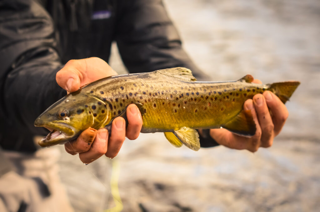 You Can Trout-Set a Trout! Keys to Success for Big Winter Specks