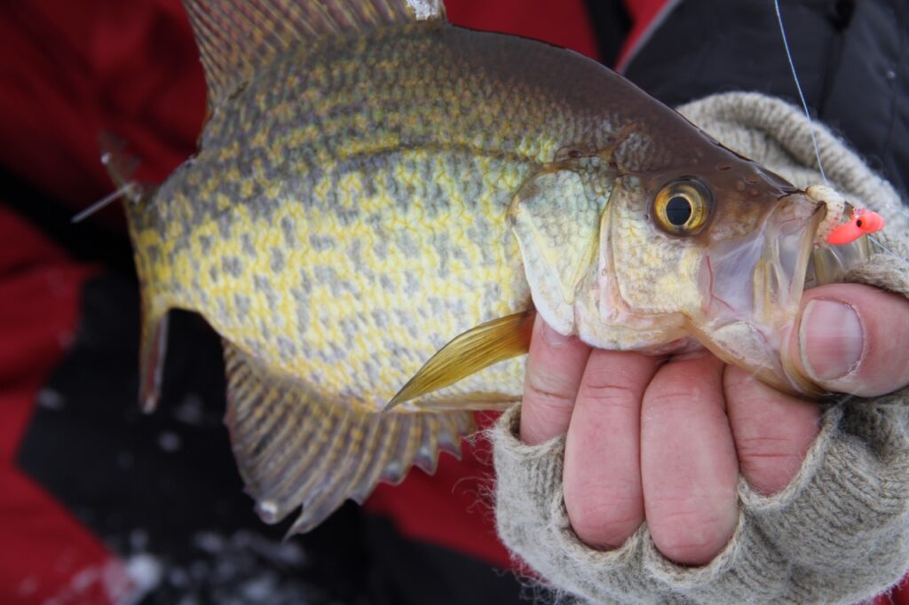 Ice Fishing Gloves