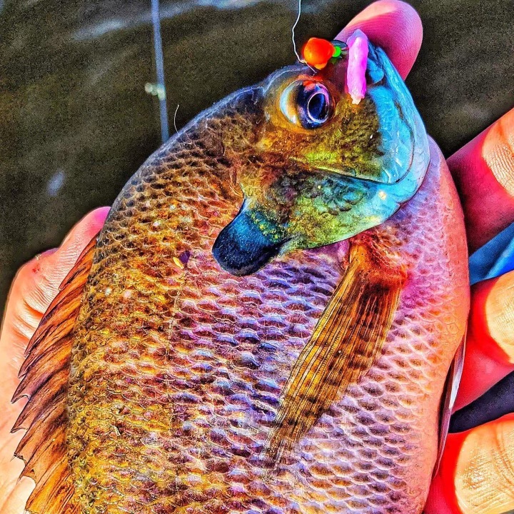 blue gill bait for bass｜TikTok Search