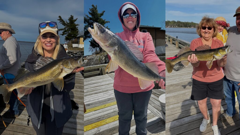 Incredible spring walleye fishing on Kabetogama Lake from the dock at Driftwood Lodge Resort