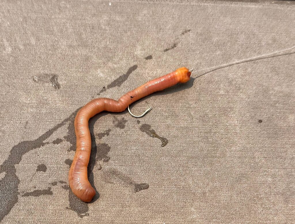 Nightcrawler Bait Hooked and Ready for Fishing | Close-up of a large nightcrawler worm rigged on a fishing hook, lying on a wet surface, ready to be used as bait.