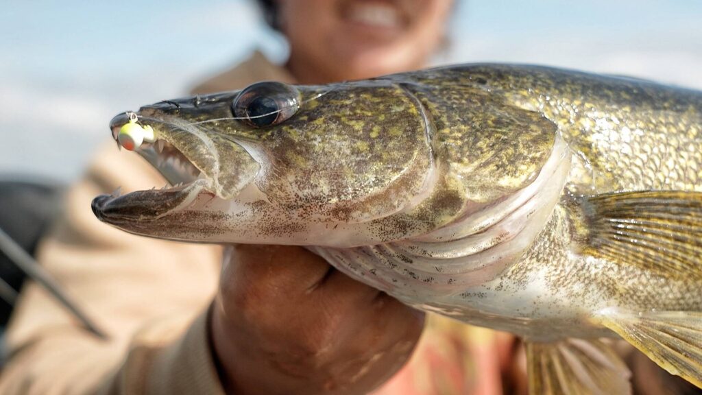 Short Shank Tungsten Jigs and Eye Candy Jig Crawler | Close-up of an angler holding a walleye fish with a fishing lure in its mouth, showcasing the fish’s sharp teeth and golden scales.