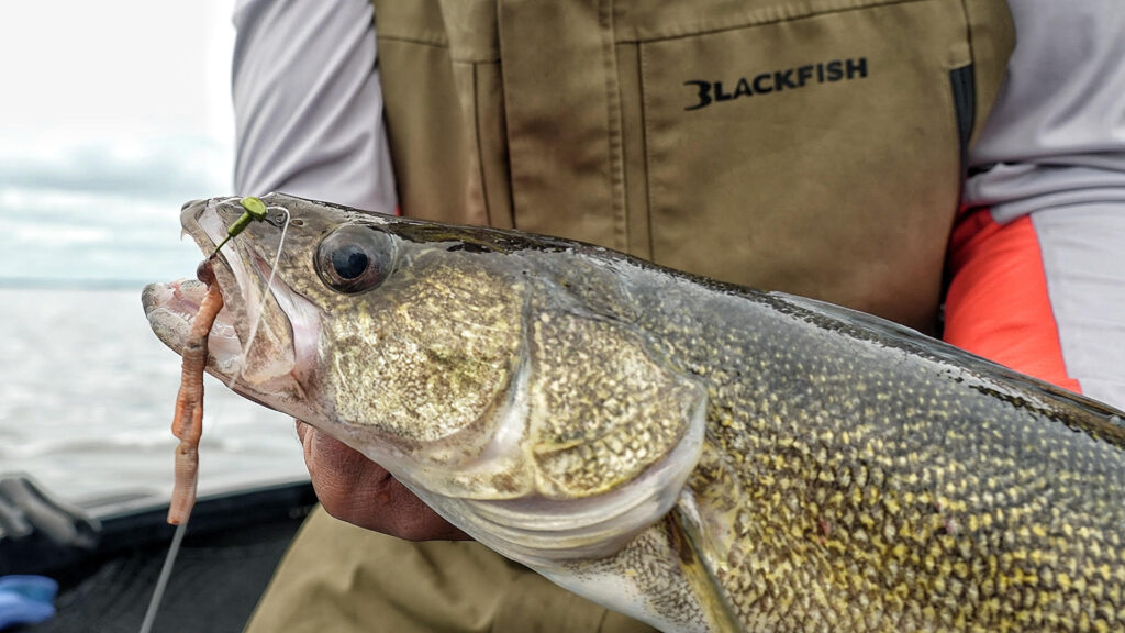 Close-up of a fall walleye caught with a Tungsten Stand Up Jig.