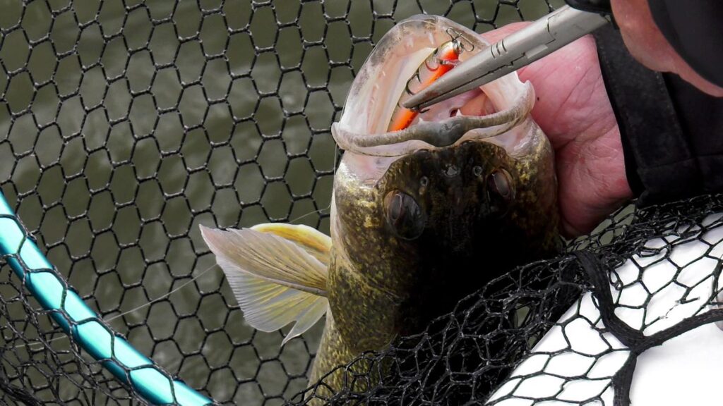 Close-up of a fall walleye caught using a Rumble Shiner bait.