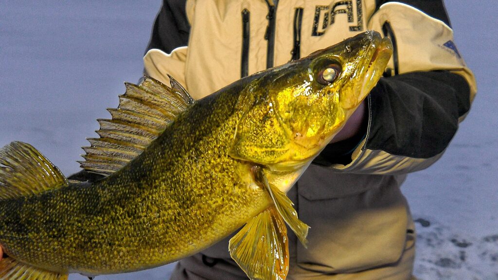Close-up of a walleye caught using early ice tactics.